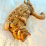 cat, orange_cat, fluffy, sleeping, bed, quilt, white_bedspread, indoor, pet, relaxed, feline, sunlight, cozy, cute, animal, whiskers, tail, paws, nap, domestic_cat