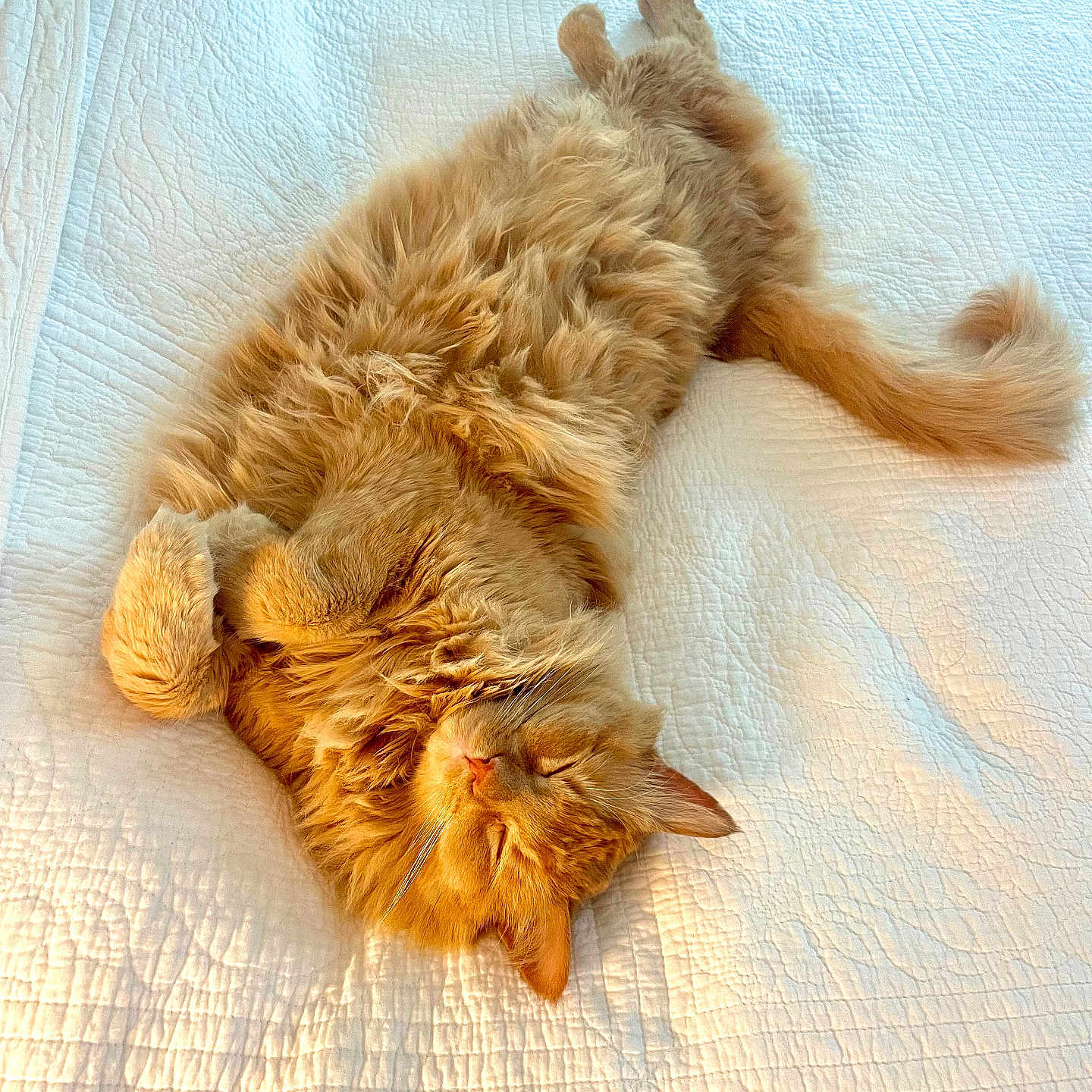 Hooper joined the competition — help win amazing prizes! cat, orange_cat, fluffy, sleeping, bed, quilt, white_bedspread, indoor, pet, relaxed, feline, sunlight, cozy, cute, animal, whiskers, tail, paws, nap, domestic_cat
