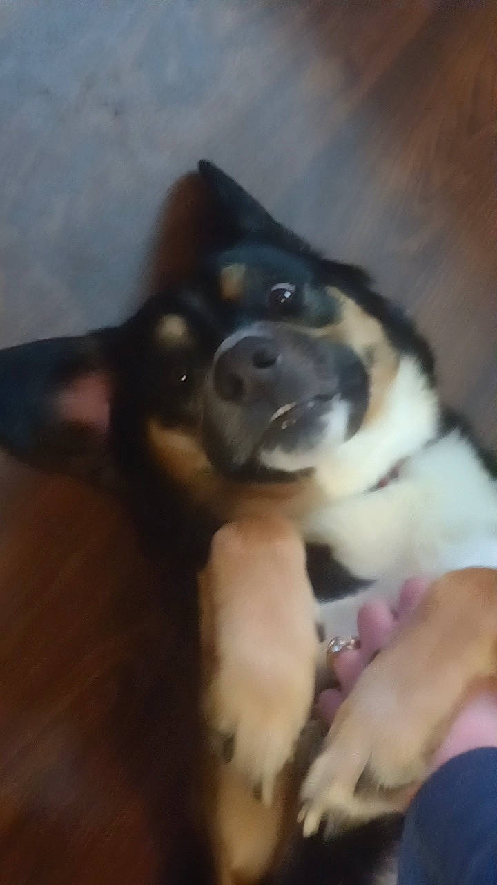 Lewie is registered to the contest to win money with this photo: canidae, carnivore, comfort, companion_dog, dog, dog_breed, fawn, fur, guard_dog, paw, puppy, sporting_group, terrestrial_animal, working_animal, working_dog