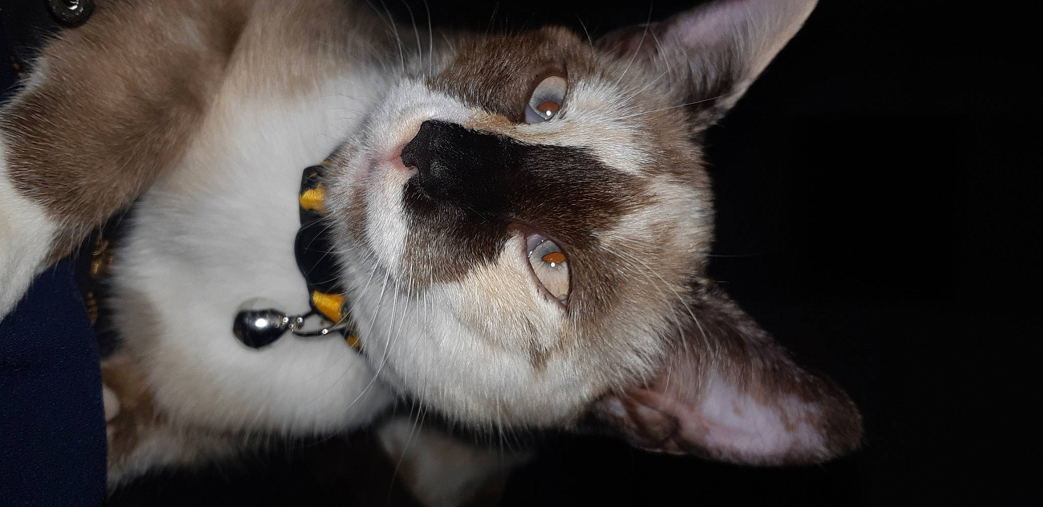 Rubis participe au concours pour gagner de l'argent avec cette photo : carnivore, cat, claw, close_up, ear, eye, fawn, felidae, fur, kitten, mammal, mouth, nose, organ, photography, siamese, small_to_medium_sized_cats, snout, thai, whiskers