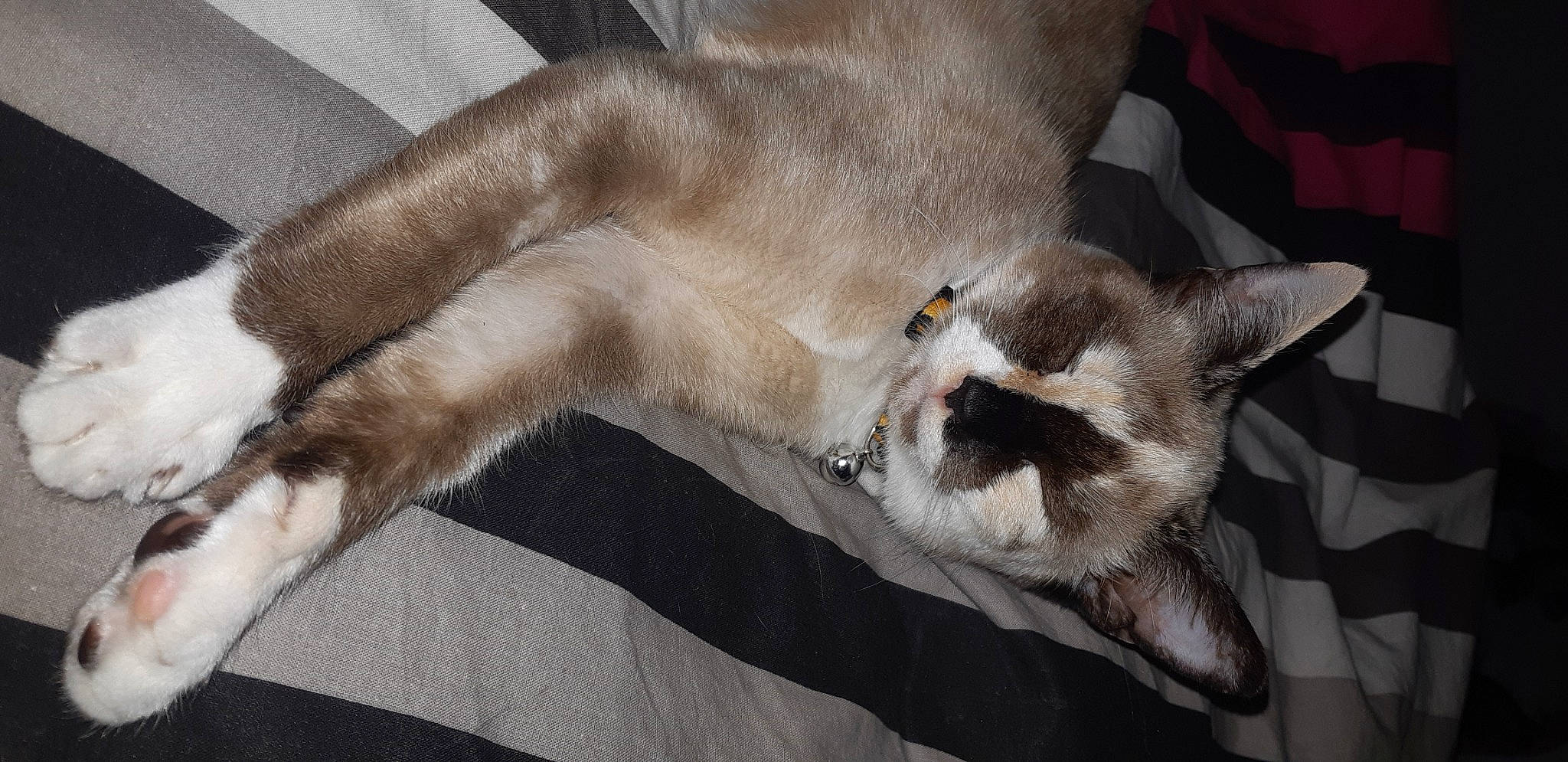 Rubis participe au concours pour gagner de l'argent avec cette photo : balinese, burmese, carnivore, cat, claw, fawn, felidae, mammal, oriental_longhair, ragdoll, siamese, small_to_medium_sized_cats, snowshoe, tail, thai, tonkinese, whiskers