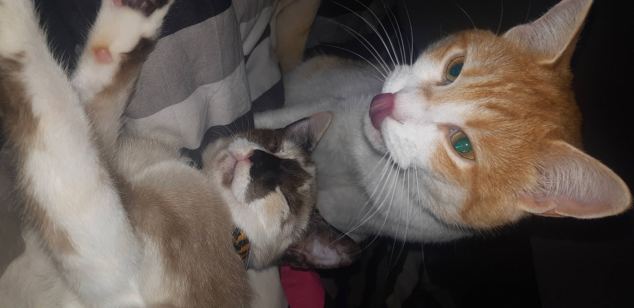 Rubis participe au concours pour gagner de l'argent avec cette photo : aegean_cat, american_wirehair, arabian_mau, asian, carnivore, cat, domestic_short_haired_cat, european_shorthair, fawn, felidae, fur, kitten, mammal, ojos_azules, polydactyl_cat, singapura, small_to_medium_sized_cats, snout, turkish_van, whiskers