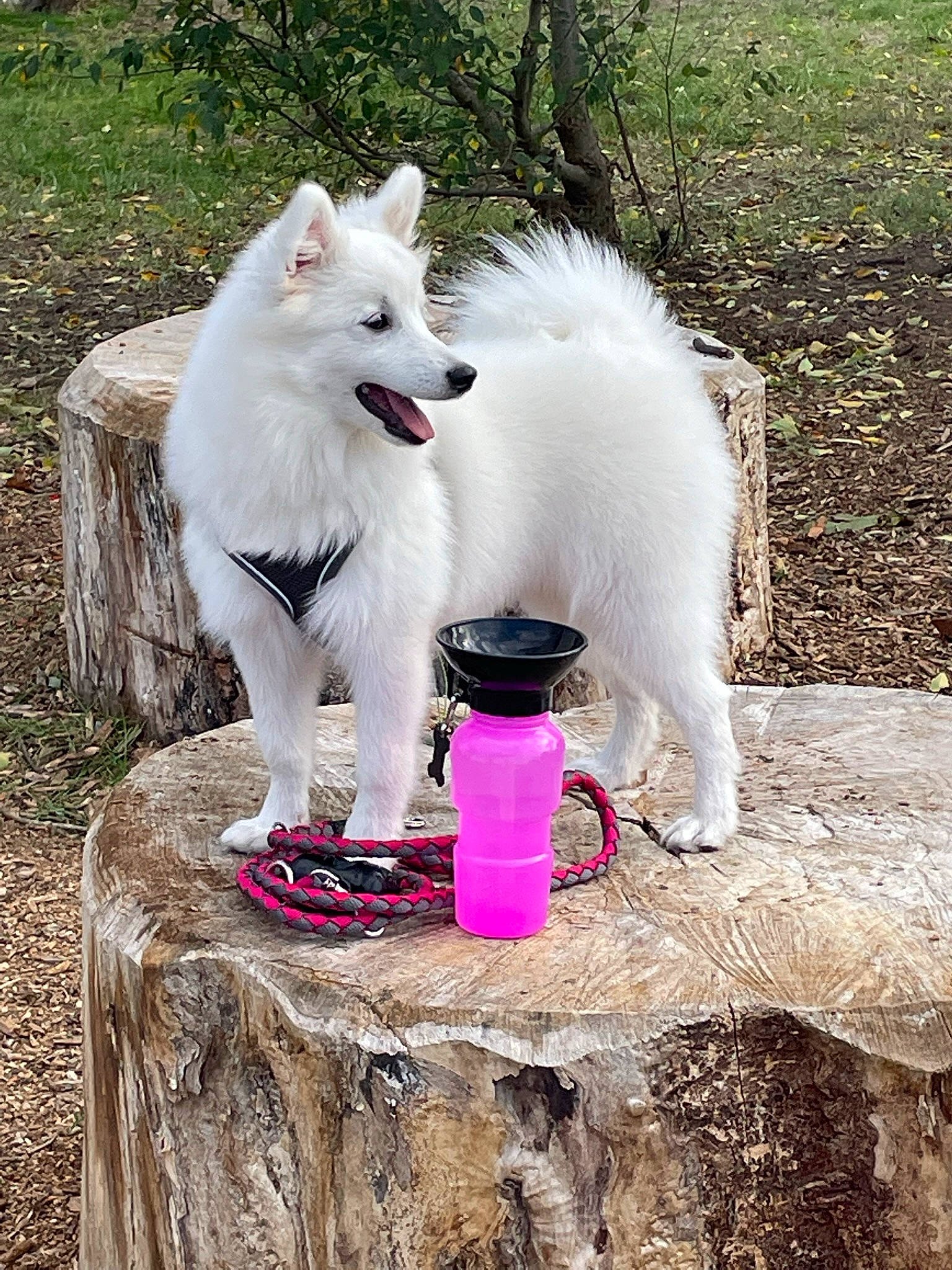 Tenchi a rejoint le concours — aidez-le/la à gagner de superbes lots ! american_eskimo_dog, canidae, carmine, carnivore, collar, companion_dog, dog, dog_breed, dog_supply, fur, grass, indian_spitz, japanese_spitz, pet_supply, plant, samoyed, sporting_group, tail, volpino_italiano, working_dog