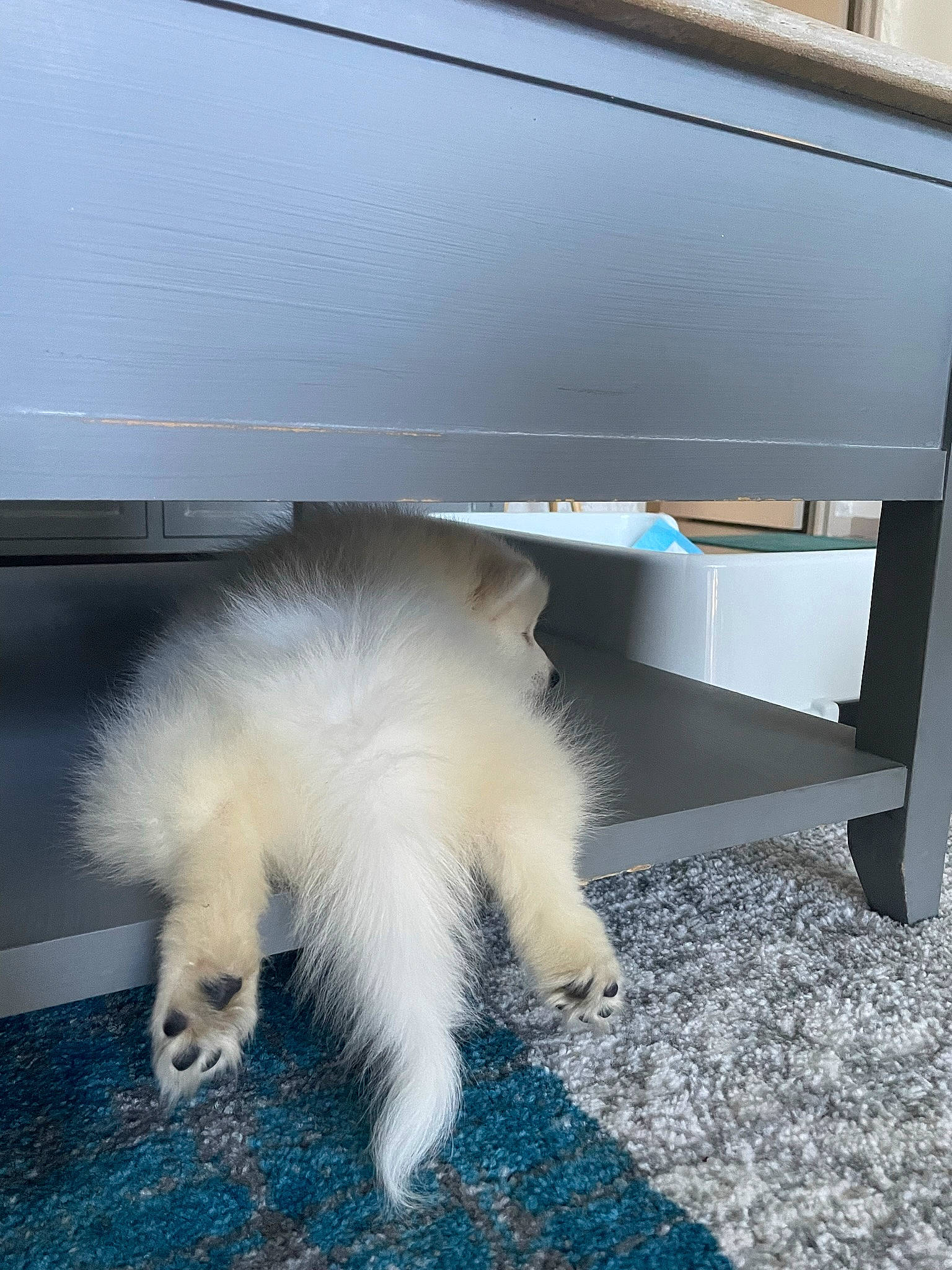 Tenchi a rejoint le concours — aidez-le/la à gagner de superbes lots ! automotive_exterior, automotive_lighting, bumper, canidae, carnivore, cat, claw, companion_dog, dog_breed, door, felidae, flooring, foot, fur, hardwood, paw, small_to_medium_sized_cats, tail, vehicle_door, whiskers