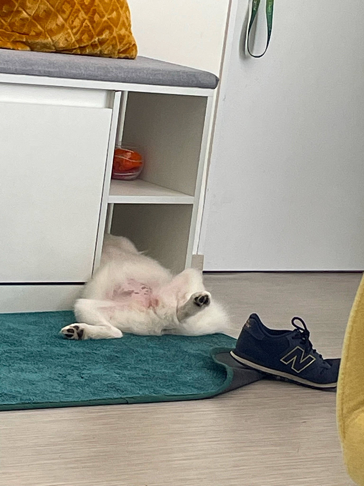 Tenchi participe au concours pour gagner de l'argent avec cette photo : carnivore, cat, comfort, companion_dog, felidae, floor, flooring, grey, hardwood, linens, rectangle, room, shelf, shelving, small_to_medium_sized_cats, tail, textile, whiskers, white, wood