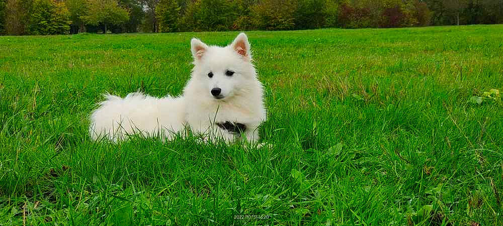 Tenchi participe au concours pour gagner de l'argent avec cette photo : ancient_dog_breeds, canidae, carnivore, companion_dog, dog, dog_breed, german_spitz, german_spitz_klein, german_spitz_mittel, grass, grassland, japanese_spitz, pasture, plant, spitz, sporting_group, tail, tree, volpino_italiano, working_animal