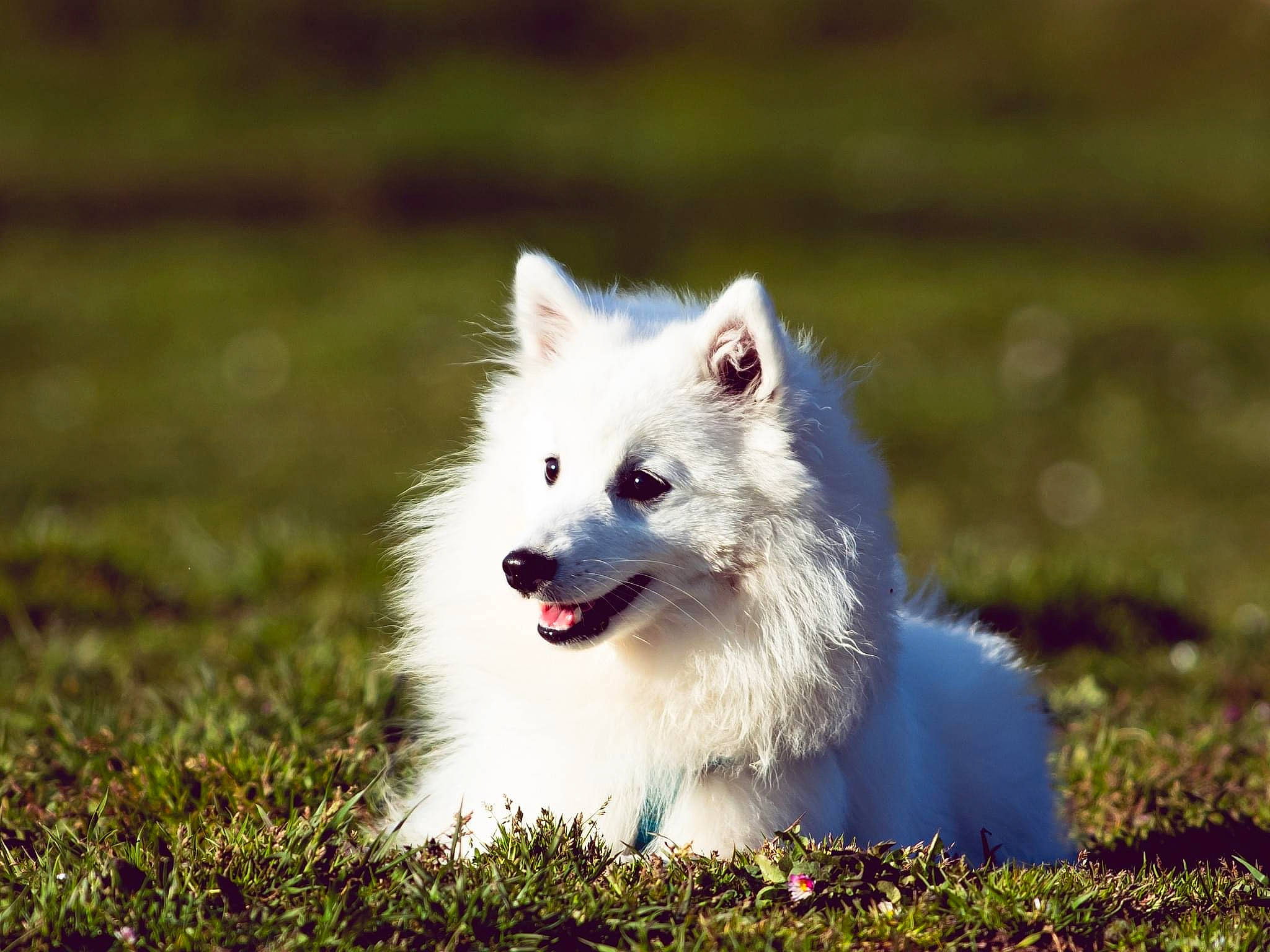 Tenchi participe au concours pour gagner de l'argent avec cette photo : carnivore, companion_dog, dog, dog_breed, fang, flash_photography, fur, grass, happy, indian_spitz, plant, samoyed, sporting_group, vehicle_registration_plate, whiskers