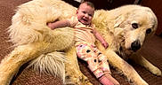 Miley is registered to the contest to win money with this photo: baby, child, dog, large_dog, fluffy_dog, carpet, indoor, smiling, happy, cute, pet, animal, mammal, fur, lying_down, relaxed, person, infant, legs, face