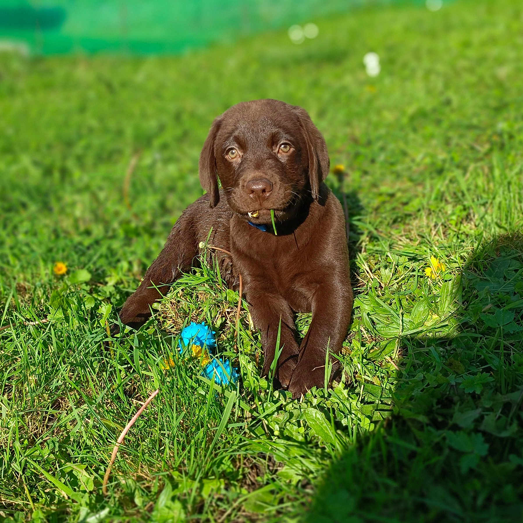 Volt a rejoint le concours — aidez-le/la à gagner de superbes lots ! animal, ball, canine, dog, field, food, football, grass, grassland, labradorretriever, lawn, nature, outdoors, pet, plant, puppy, soccer, soccerball, sphere, sport