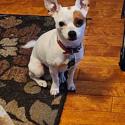 Wyatt joined the competition — help win amazing prizes! dog, small_dog, white_dog, brown_patch, collar, indoor, wooden_floor, rug, pet, animal, ears, sitting, looking_at_camera, tag, floor, domestic, companion, cute, alert, household
