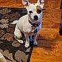 dog, small_dog, white_dog, brown_patch, collar, indoor, wooden_floor, rug, pet, animal, ears, sitting, looking_at_camera, tag, floor, domestic, companion, cute, alert, household