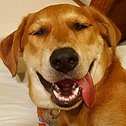 Bailey is registered to the contest to win money with this photo: dog, tongue_out, smiling, close_up, pet, canine, happy, cute, brown_fur, collar, indoor, animal, playful, face, teeth, ears, friendly, mischievous, domestic, nose