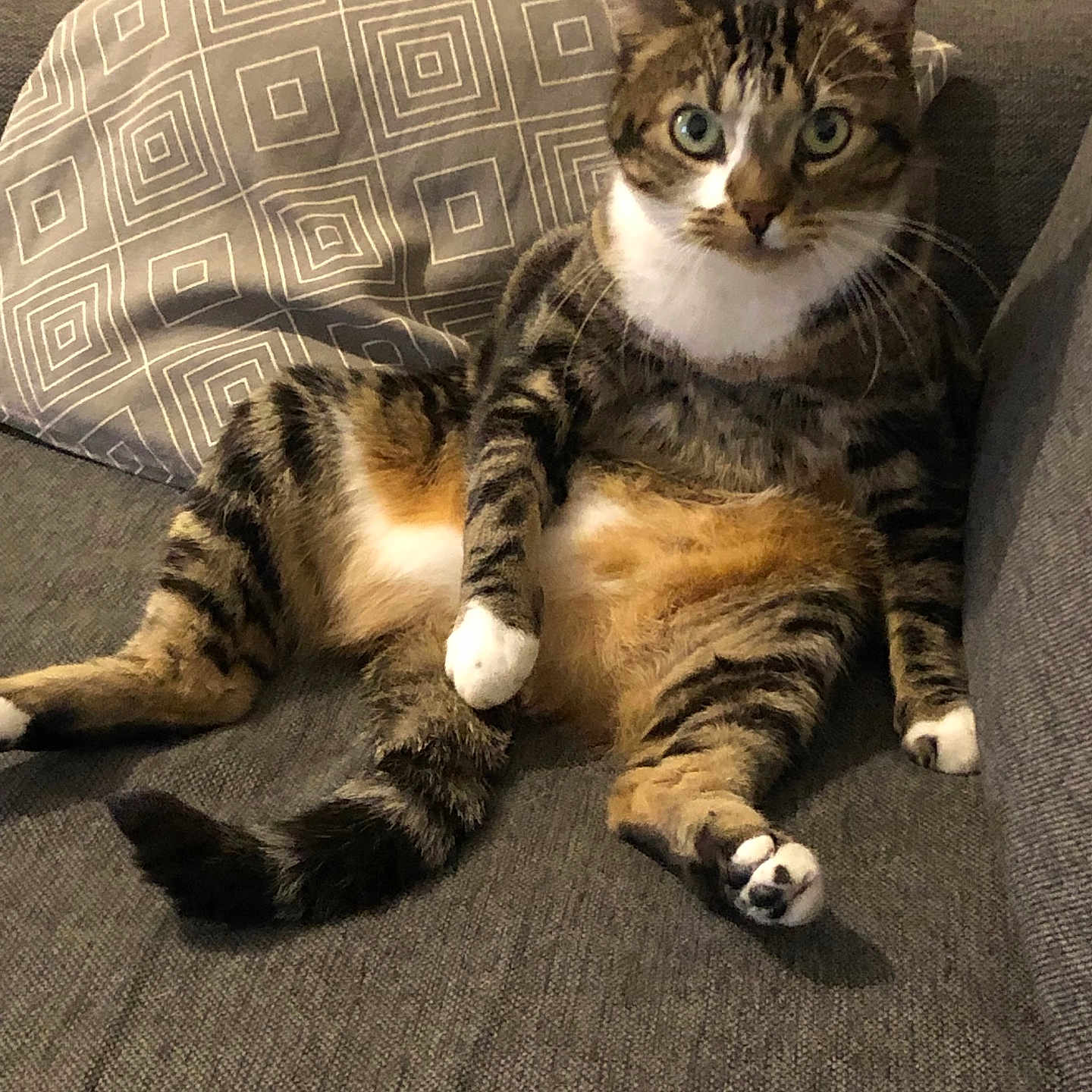 Tigrou a rejoint le concours — aidez-le/la à gagner de superbes lots ! animal, cat, couch, domestic_animal, ears, feline, fur, gray, home, indoor, looking_at_camera, pet, pillow, relaxed, sitting, striped, tabby_cat, tail, whiskers, white_paws