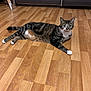 cat, tabby_cat, indoor, wooden_floor, pet, animal, relaxed, lying_down, green_eyes, fur, whiskers, paws, domestic_cat, curious, flooring, cabinet, chair_leg, home, mammal, feline