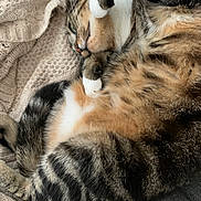 Tigrou participe au concours pour gagner de l'argent avec cette photo : cat, tabby, feline, pet, fur, cozy, blanket, knitted, relaxed, sleeping, whiskers, paws, indoor, cute, striped, animal, mammal, soft, resting, domestic_cat