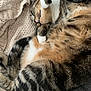 cat, tabby, feline, pet, fur, cozy, blanket, knitted, relaxed, sleeping, whiskers, paws, indoor, cute, striped, animal, mammal, soft, resting, domestic_cat