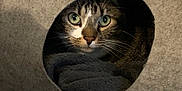 Tigrou participe au concours pour gagner de l'argent avec cette photo : cat, tabby, green_eyes, whiskers, cozy, blanket, circular_hole, hideaway, indoor, pet, feline, curious, closeup, snuggled, soft_texture, resting, animal, face, fur, cute