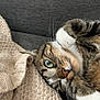 cat, tabby, green_eyes, blanket, knitted, beige, grey_couch, fur, whiskers, paws, relaxed, cozy, indoor, pet, cute, closeup, sleepy, resting, comfort, animal