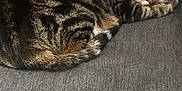 Tigrou participe au concours pour gagner de l'argent avec cette photo : animal, cat, couch, cozy, cute, domestic_animal, feline, fur, gray, home, indoor, living_room, mammal, pet, pillow, relaxing, resting, sleeping, striped, tabby