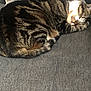 cat, tabby, sleeping, couch, gray, pillow, indoor, pet, feline, resting, cozy, fur, striped, domestic_animal, mammal, living_room, cute, relaxing, animal, home
