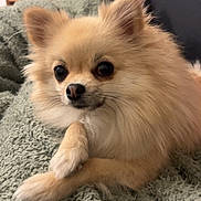 Tina a rejoint le concours — aidez-le/la à gagner de superbes lots ! dog, pomeranian, fluffy, pet, indoor, blanket, green_blanket, relaxed, cute, small_dog, fur, animal, face, ears, nose, paws, sitting, cozy, home, shelf