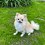 Tina a rejoint le concours — aidez-le/la à gagner de superbes lots ! dog, pomeranian, fluffy, cream_color, pet, grass, lawn, outdoor, greenery, plants, small_dog, cute, animal, canine, tail, fur, garden, nature, sitting, adorable