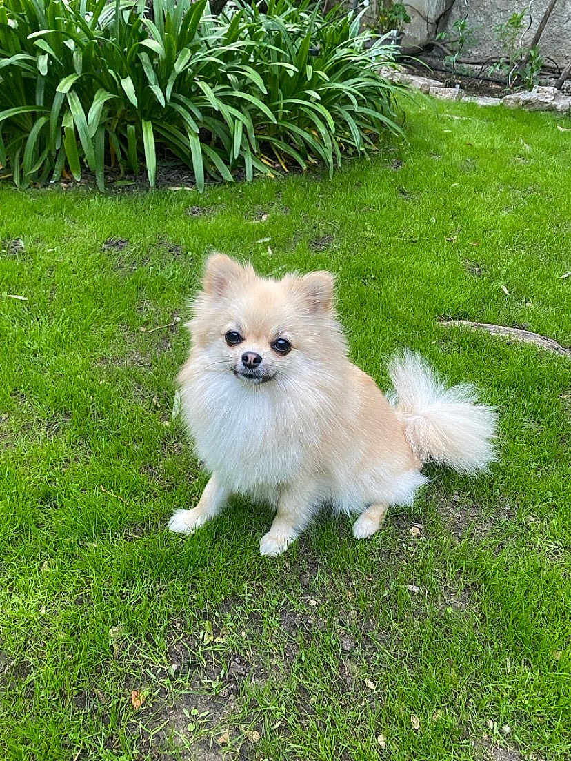 Tina a rejoint le concours — aidez-le/la à gagner de superbes lots ! dog, pomeranian, fluffy, cream_color, pet, grass, lawn, outdoor, greenery, plants, small_dog, cute, animal, canine, tail, fur, garden, nature, sitting, adorable