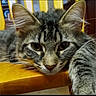 animal, cat, close_up, ears, eyes, fluffy, fur, furniture, gray, indoor, looking_at_camera, pet, photography, portrait, resting, striped, tabby_cat, whiskers, wooden_chair, yellow