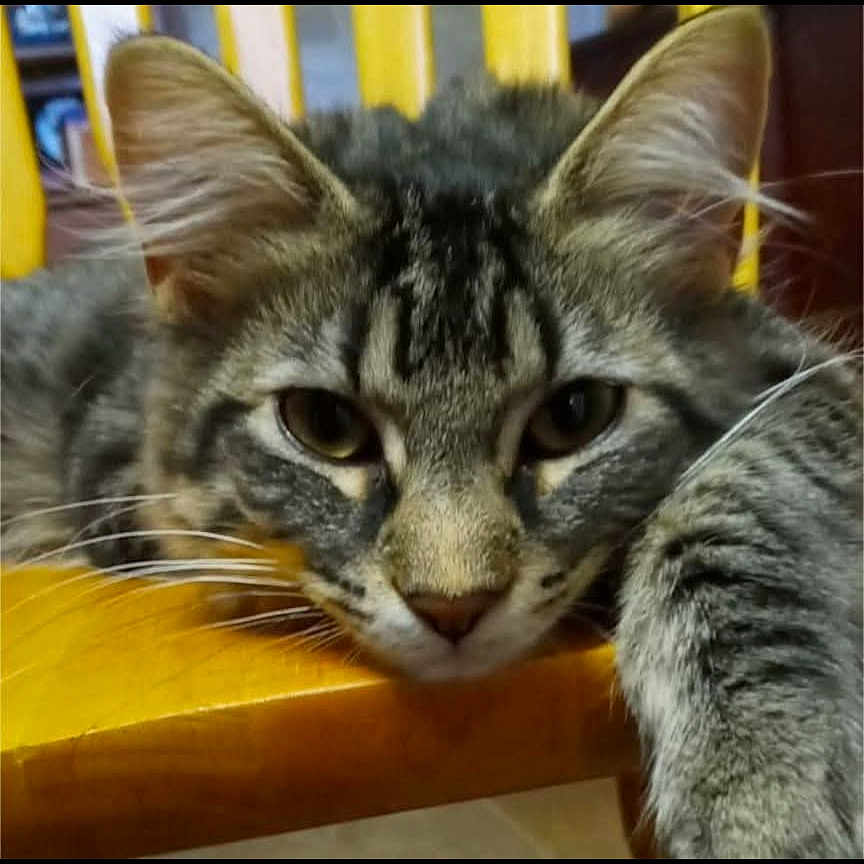 Tiggy