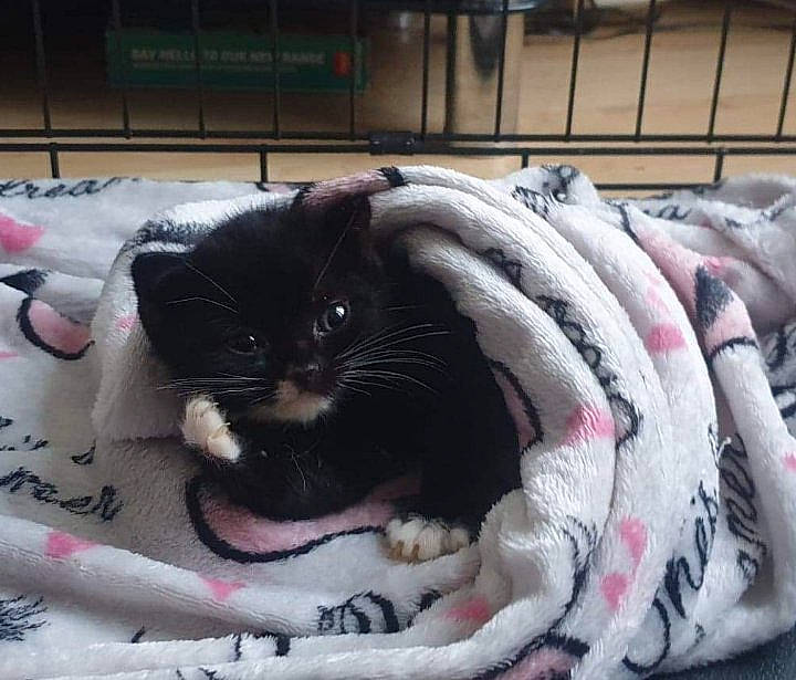 Tom joined the competition — help win amazing prizes! american_shorthair, carnivore, cat, claw, domestic_short_haired_cat, felidae, fur, kitten, linens, nap, paw, small_to_medium_sized_cats, snapshot, snout, tail, whiskers