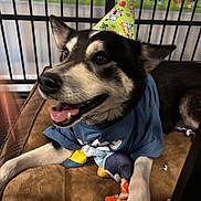 Milo joined the competition — help win amazing prizes! dog, husky, pet, party_hat, birthday, blue_shirt, toy, sitting, lying_down, open_mouth, tongue, happy, black_and_white, pointed_ears, brown_chair, indoor, pet_pen, cartoon_background, celebration, portrait