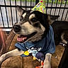 dog, husky, pet, party_hat, birthday, blue_shirt, toy, sitting, lying_down, open_mouth, tongue, happy, black_and_white, pointed_ears, brown_chair, indoor, pet_pen, cartoon_background, celebration, portrait