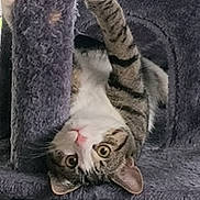 Farrah joined the competition — help win amazing prizes! animal, cat, cat_tree, climbing, curious, cute, ears, feline, furniture, gray, house, indoor, looking, paw, pet, playful, relaxing, tabby, upside_down, whiskers