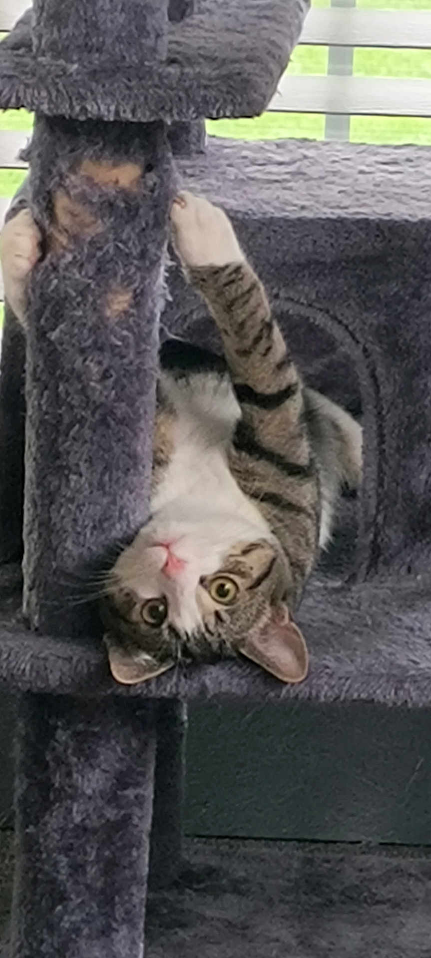 Farrah