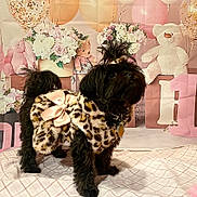 Mahogany is registered to the contest to win money with this photo: animal, balloons, birthday_decoration, black_dog, blanket, celebration, collar, cute, dog, dog_clothing, flowers, fur, indoor, leopard_print, pet, pink_bow, small_dog, tag, teddy_bear, top_knot