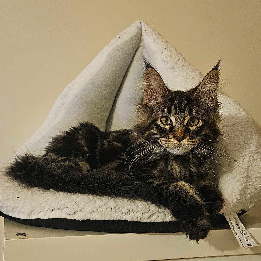 Yaro a rejoint le concours — aidez-le/la à gagner de superbes lots ! animal, cat, cozy, curious, cute, domestic_animal, ears, fluffy, fur, furniture, indoor, looking, mammal, pet_bed, portrait, relaxed, resting, tabby_cat, tail, whiskers