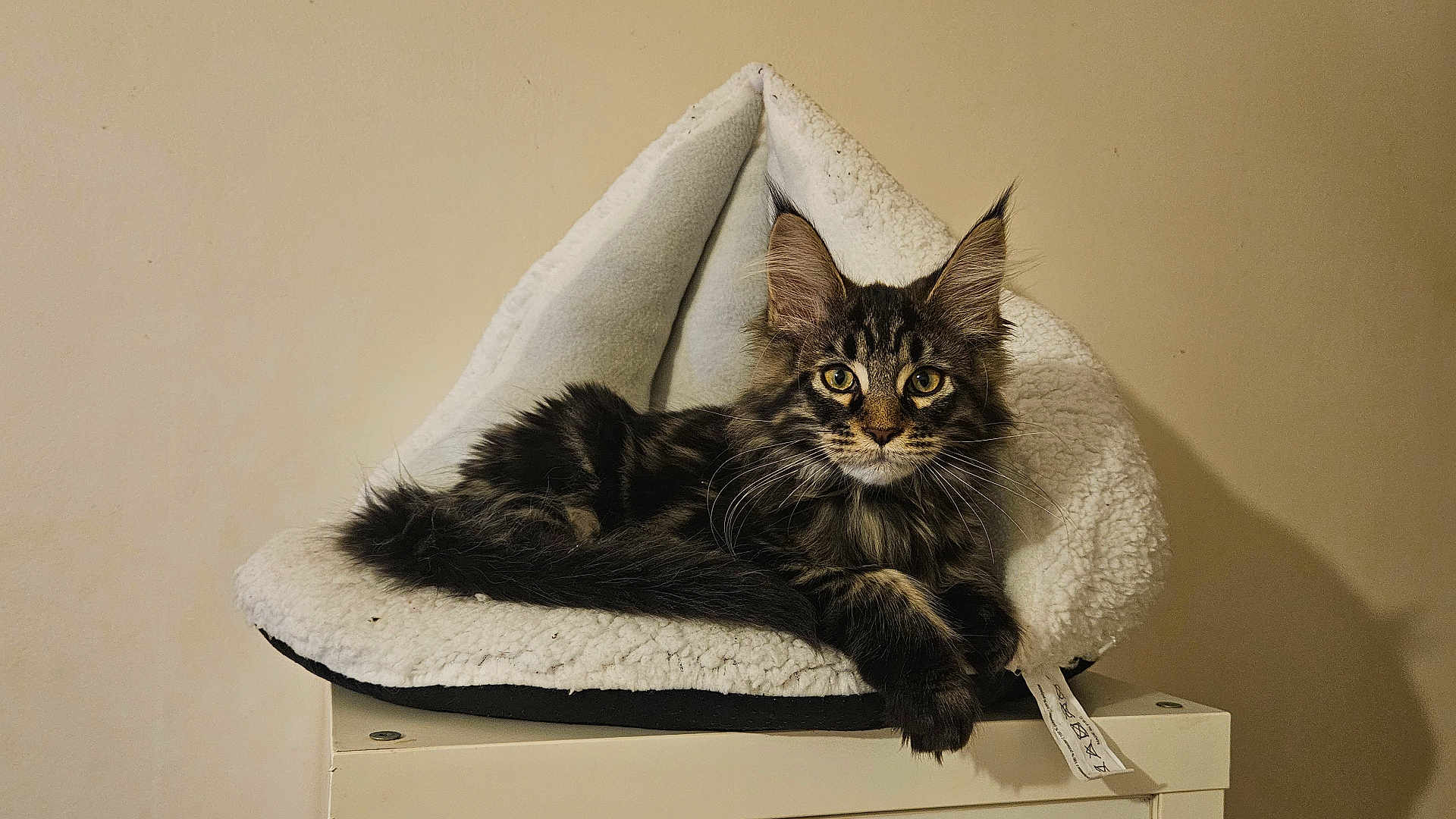 Yaro a rejoint le concours — aidez-le/la à gagner de superbes lots ! cat, tabby_cat, pet_bed, furniture, indoor, cozy, fluffy, relaxed, animal, cute, portrait, whiskers, ears, tail, fur, mammal, domestic_animal, resting, looking, curious