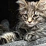Yaro a rejoint le concours — aidez-le/la à gagner de superbes lots ! cat, kitten, tabby, fur, whiskers, ears, paws, closeup, animal, pet, cute, feline, portrait, resting, indoor, gray, soft, texture, young, curious