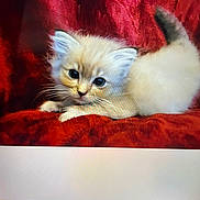 Milo is registered to the contest to win money with this photo: cat, kitten, white_fur, fluffy, lying_down, red_blanket, indoors, pet, animal, cute, whiskers, ears, tail, blue_eyes, closeup, portrait, soft_fur, cozy, screen_photo, chat_interface