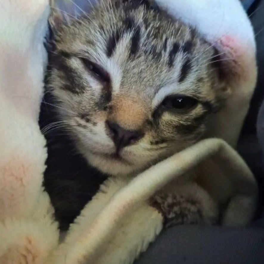 Gizmo is registered to the contest to win money with this photo: animal, blanket, cat, closeup, comfort, cozy, cute, face, fur, indoors, mammal, nap, pet, relaxed, resting, sleepy, soft, tabby, warm, whiskers