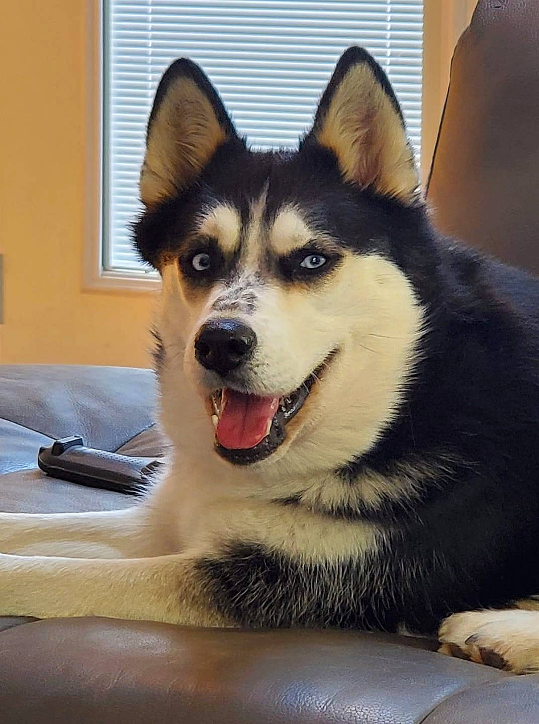 Blue joined the competition — help win amazing prizes! canidae, carnivore, collar, companion_dog, dog, dog_breed, eye, fang, fawn, foot, fur, head, jaw, sled_dog, snout, sporting_group, whiskers, window, working_animal, working_dog