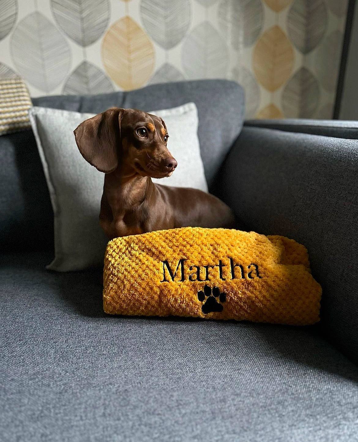 Martha is registered to the contest to win money with this photo: art, canidae, carnivore, comfort, companion_dog, couch, dog, dog_breed, fawn, font, liver, livestock, pet_supply, rectangle, snout, sporting_group, terrestrial_animal, toy, wood, working_animal