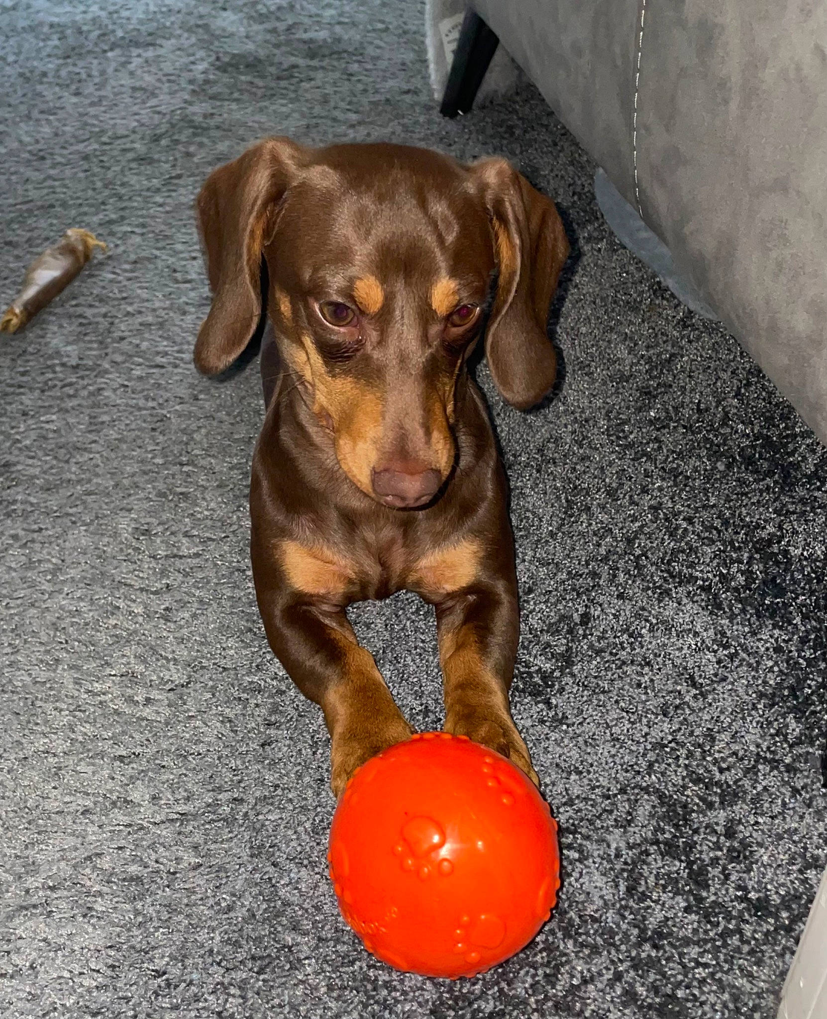 Martha is registered to the contest to win money with this photo: ball, canidae, carnivore, collar, companion_dog, dog, dog_breed, dog_supply, dog_toy, fawn, flooring, fur, liver, pet_supply, snout, sporting_group, sports_toy, tennis_ball, whiskers, working_animal