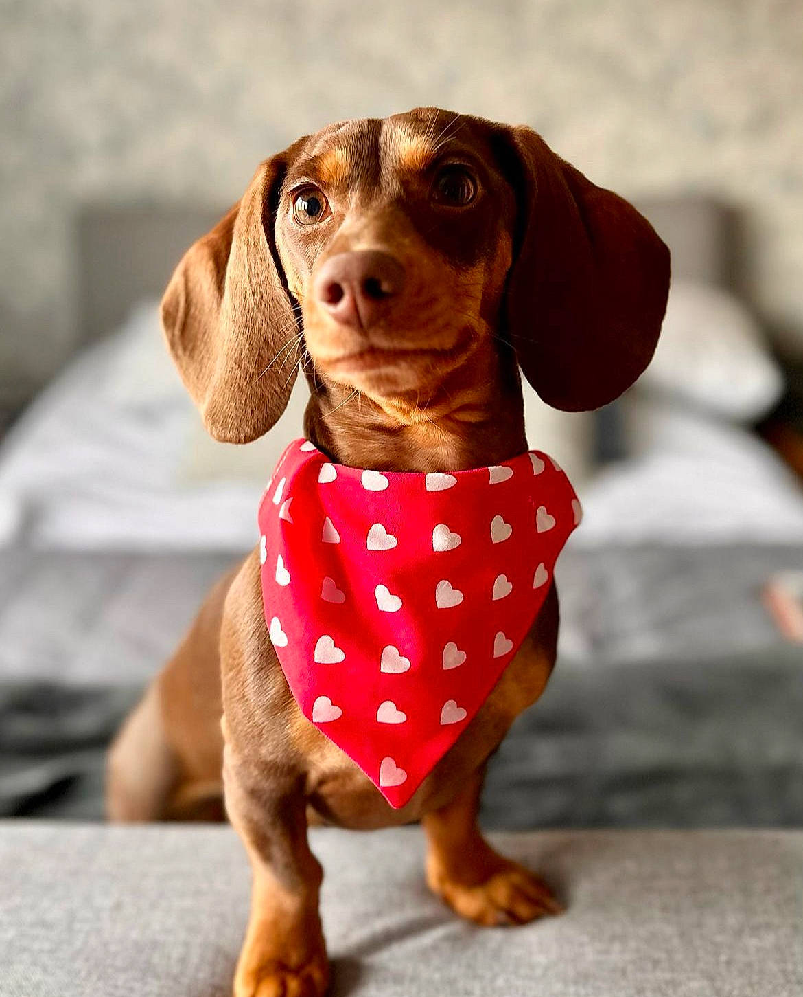 Martha is registered to the contest to win money with this photo: brown, canidae, carnivore, collar, companion_dog, dog, dog_breed, dog_supply, fawn, hunting_dog, liver, mammal, pet_supply, snout, sporting_group, terrestrial_animal, toy, whiskers, working_animal