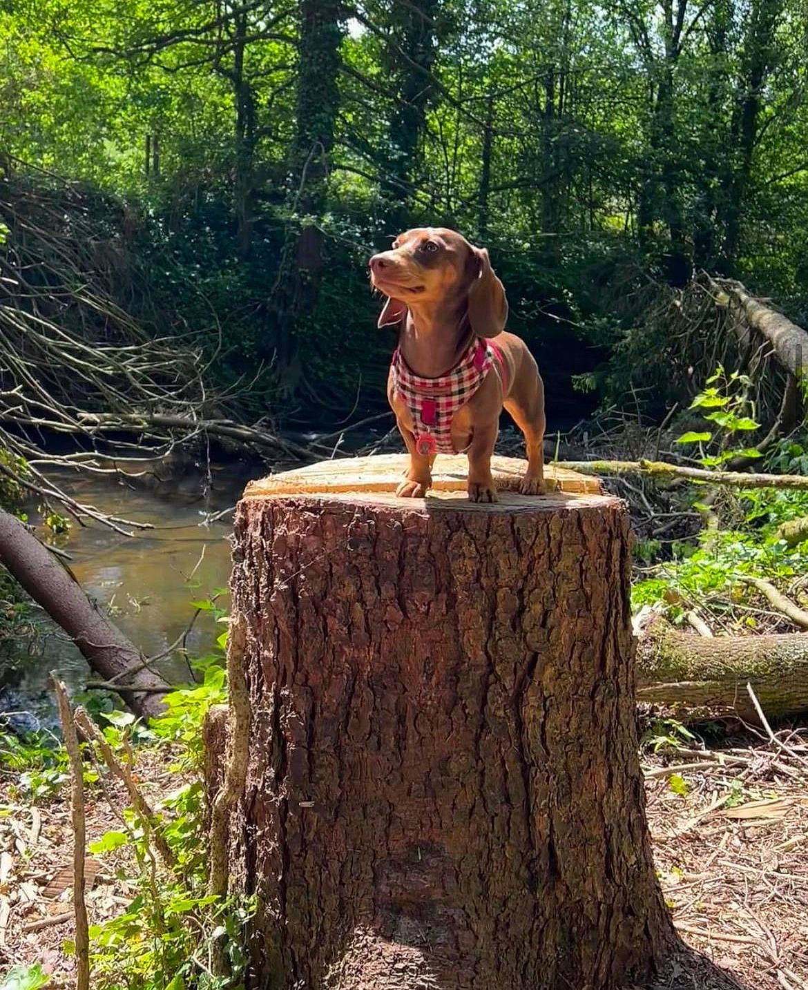 Martha is registered to the contest to win money with this photo: biome, carnivore, companion_dog, dog, dog_breed, fawn, forest, grass, landscape, liver, natural_landscape, people_in_nature, plant, sporting_group, sunglasses, tree, trunk, wood, woodland, woody_plant