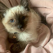 Gyattito joined the competition — help win amazing prizes! animal, blanket, cat, kitten, pet, quilt, siamese