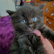 Lil G is registered to the contest to win money with this photo: kitten, cat, black_cat, blue_eyes, furry, pet, animal, indoor, hand, cute, young, fur, closeup, domestic_cat, mammal, small_animal, whiskers, face, eyes, portrait