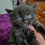 kitten, cat, black_cat, blue_eyes, furry, pet, animal, indoor, hand, cute, young, fur, closeup, domestic_cat, mammal, small_animal, whiskers, face, eyes, portrait