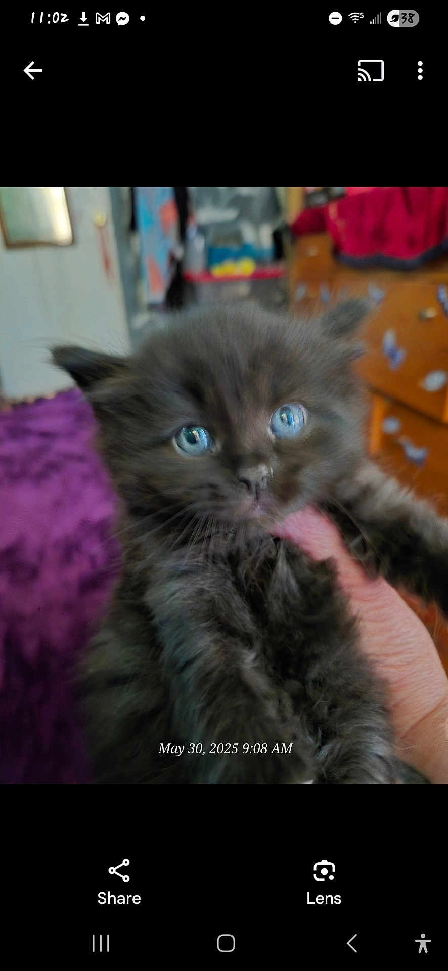 Lil G is registered to the contest to win money with this photo: kitten, cat, black_cat, blue_eyes, furry, pet, animal, indoor, hand, cute, young, fur, closeup, domestic_cat, mammal, small_animal, whiskers, face, eyes, portrait