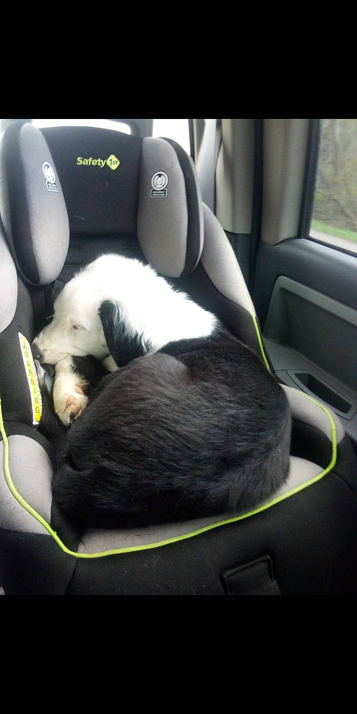 Bear is registered to the contest to win money with this photo: auto_part, automotive_design, automotive_exterior, car, car_seat, car_seat_cover, carnivore, comfort, companion_dog, dog, dog_breed, family_car, gadget, head_restraint, luxury_vehicle, motor_vehicle, personal_luxury_car, steering_wheel, vehicle, vehicle_door